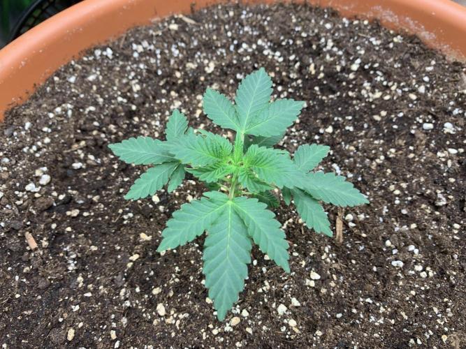 Orange Creampop. Week 4