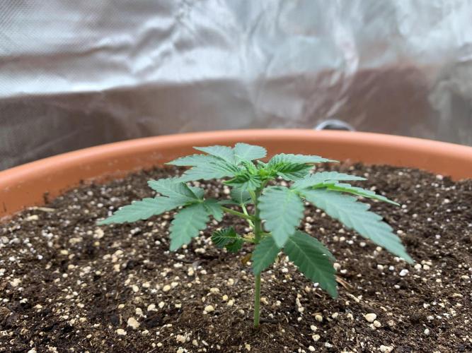 Orange Creampop. Week 4