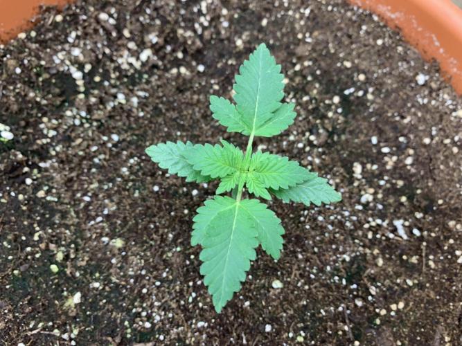 Orange Creampop. Week 4
