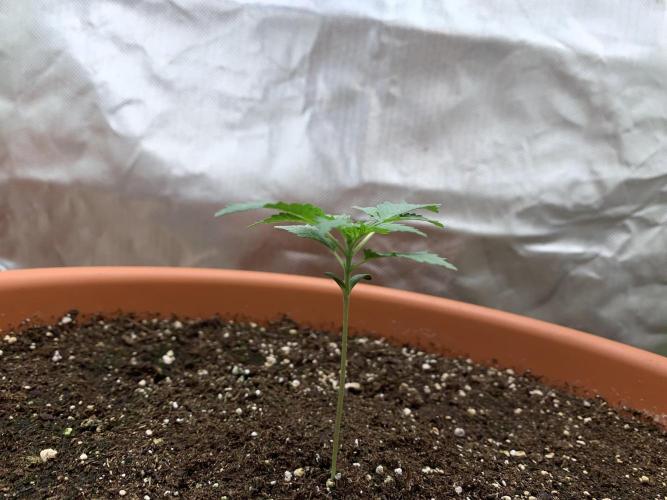 Orange Creampop. Week 4