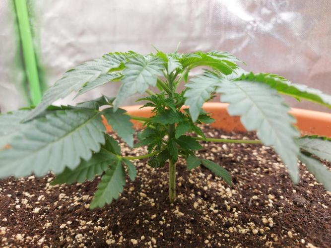 Orange Creampop. Week 5 - #1