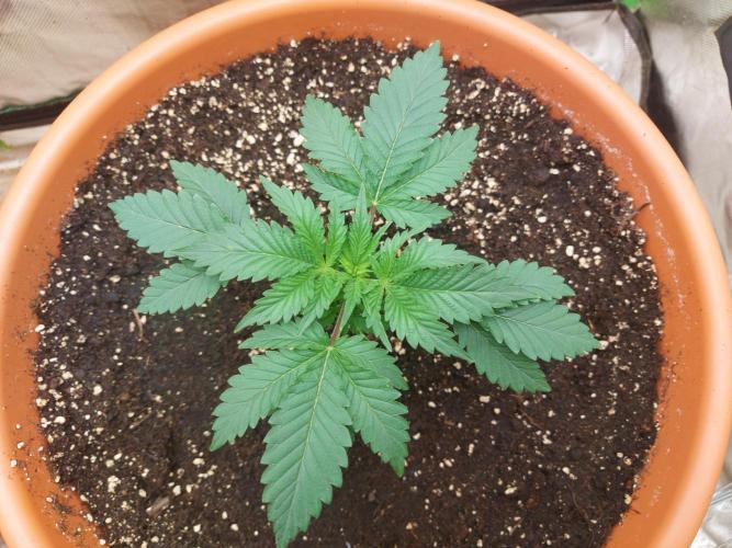 Orange Creampop. Week 5 - #2