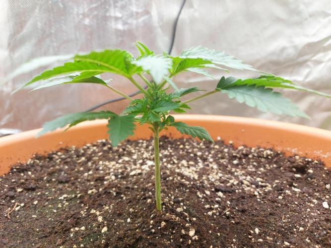 Orange Creampop. Week 5
