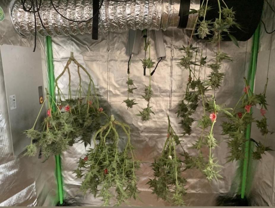 Jelly Donutz - Humboldt Seed Company. Week 8