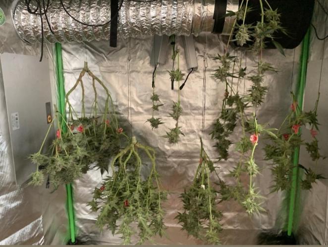 Jelly Donutz. Week 8