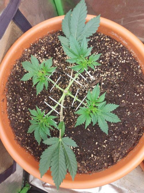 Orange Creampop. Week 6 - #1