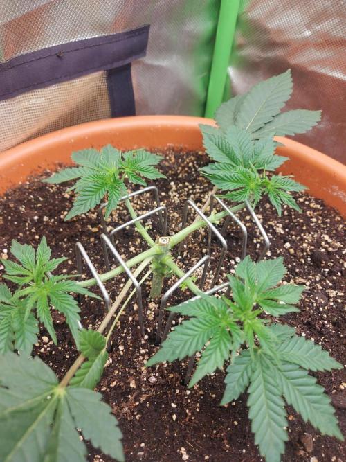Orange Creampop. Week 6 - #1