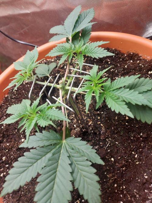 Orange Creampop. Week 6 - #2