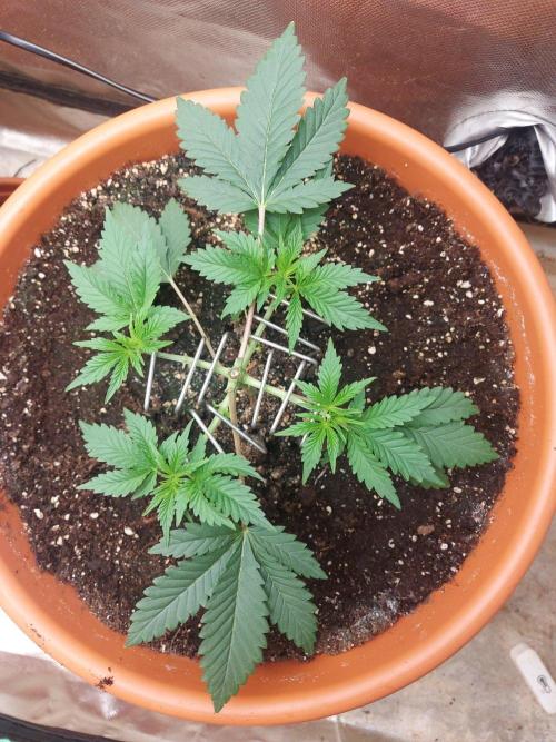 Orange Creampop. Week 6