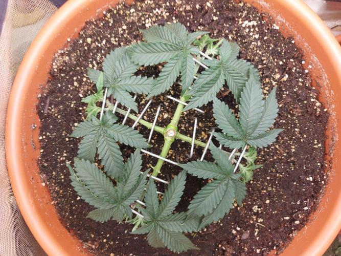 Orange Creampop. Week 7 - #1