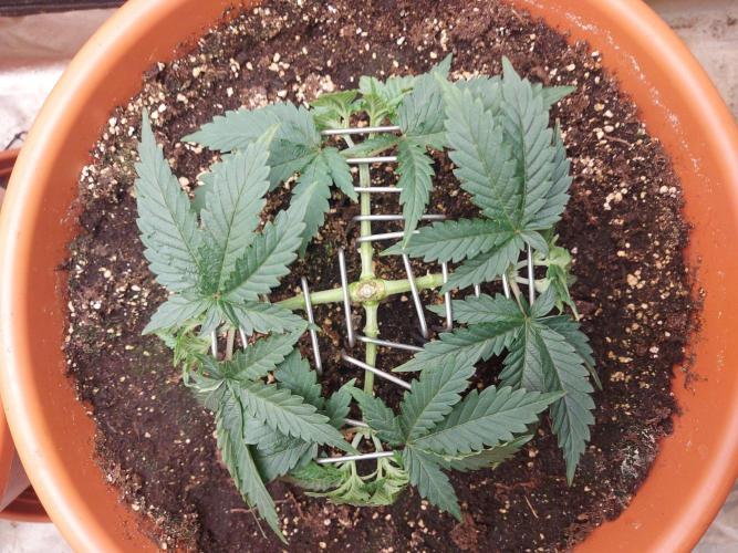 Orange Creampop. Week 7 - #2