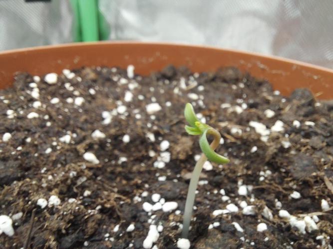 Puff Pastry /  Humboldt Seed Company. Week 0