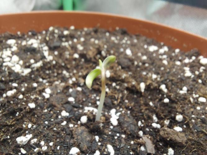 Puff Pastry /  Humboldt Seed Company. Week 0
