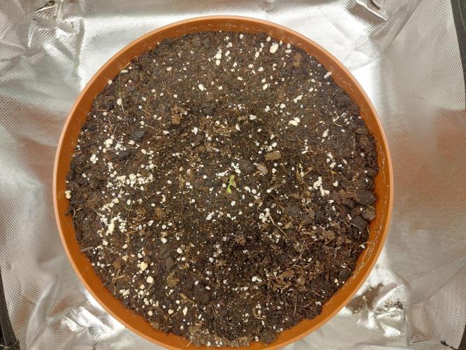 Puff Pastry /  Humboldt Seed Company. Week 0