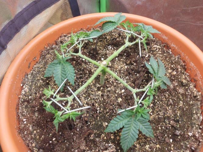 Orange Creampop. Week 8 - #1