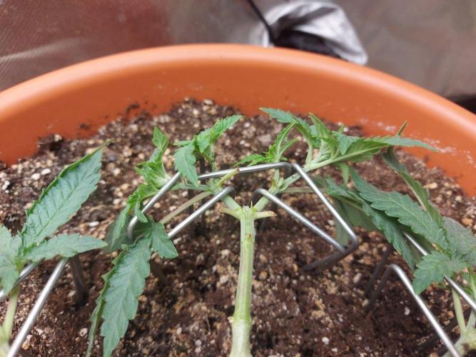 Orange Creampop. Week 8 - #2