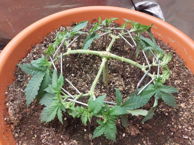 Orange Creampop. Week 8 - #2