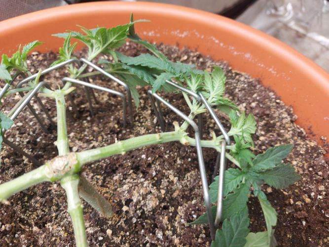 Orange Creampop. Week 8 - #2