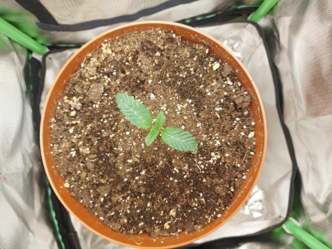Puff Pastry /  Humboldt Seed Company. Week 1