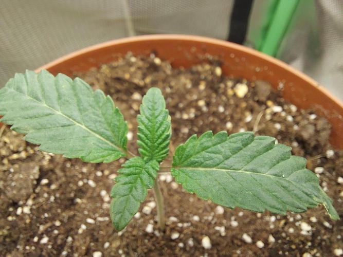 Puff Pastry /  Humboldt Seed Company. Week 1
