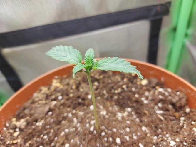 Puff Pastry /  Humboldt Seed Company. Week 1
