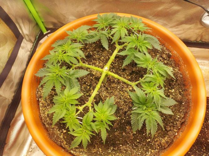Orange Creampop. Week 9 - #1