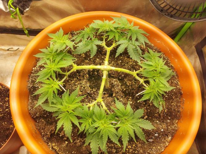 Orange Creampop. Week 9 - #2