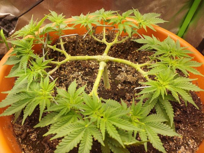 Orange Creampop. Week 10