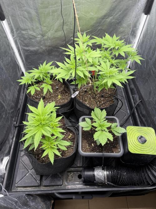 Philosophee seeds run On living soil. Week 2