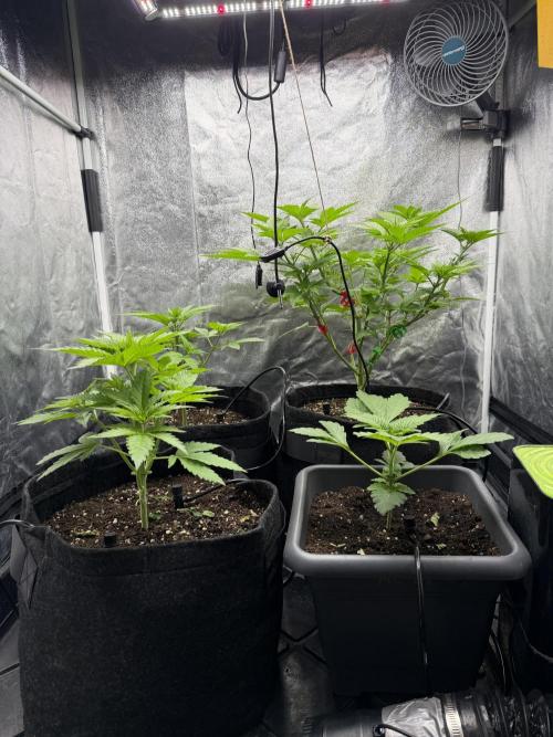 Philosophee seeds run On living soil. Week 2