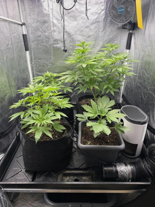 Philosophee seeds run On living soil. Week 3