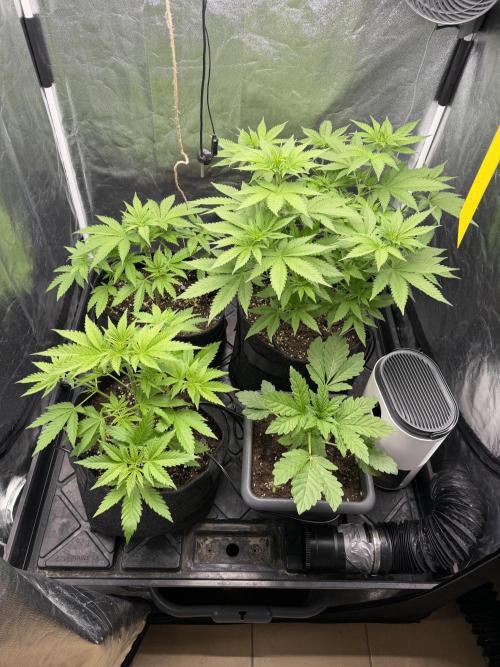 Philosophee seeds run On living soil. Week 3