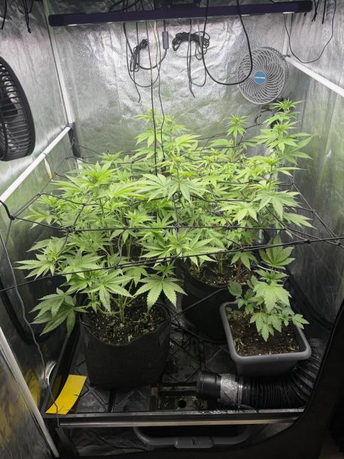 Philosophee seeds run On living soil. Week 4