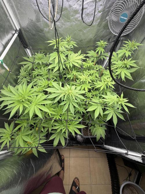 Philosophee seeds run On living soil. Week 4