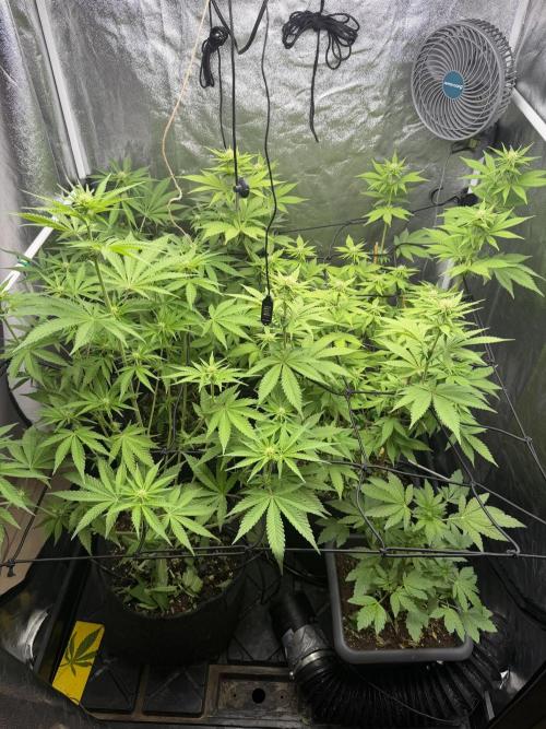 Philosophee seeds run On living soil. Week 5 - 🍊