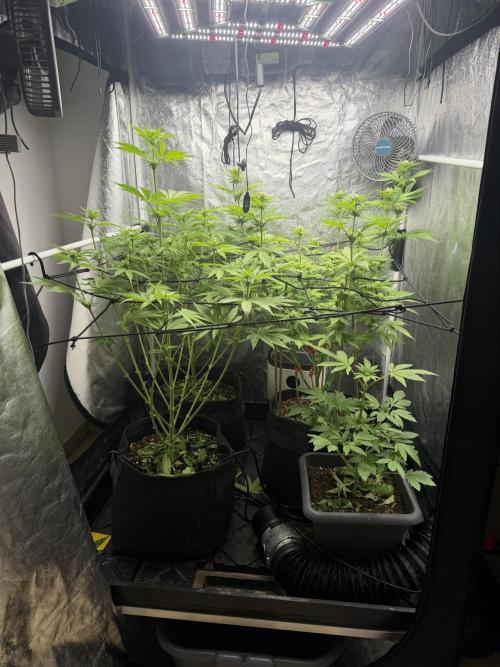 Philosophee seeds run On living soil. Week 5