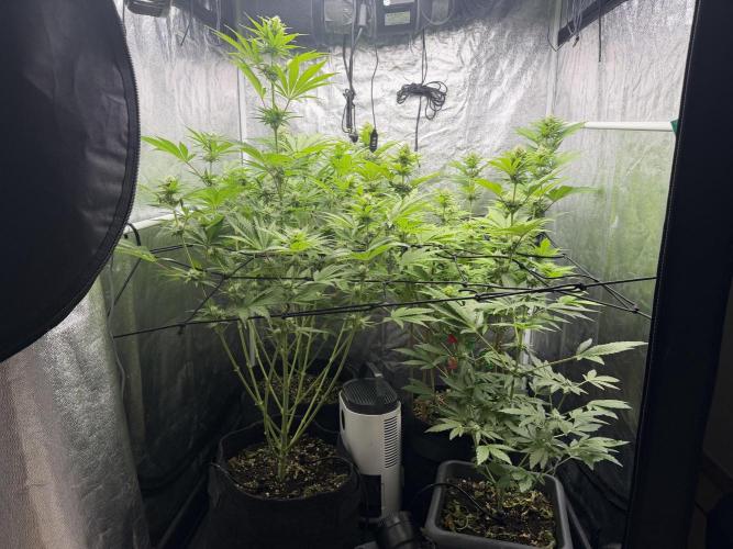 Philosophee seeds run On living soil. Week 6