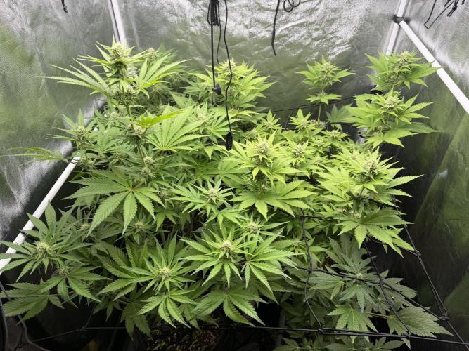 Philosophee seeds run On living soil. Week 6
