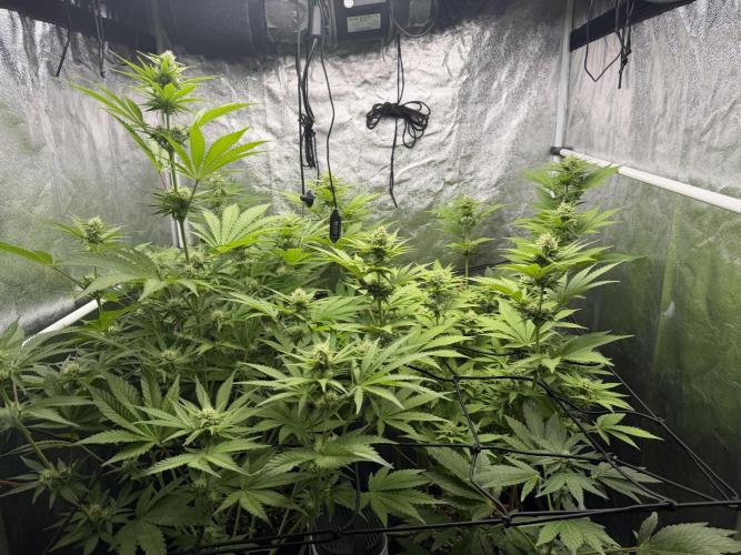 Philosophee seeds run On living soil. Week 6