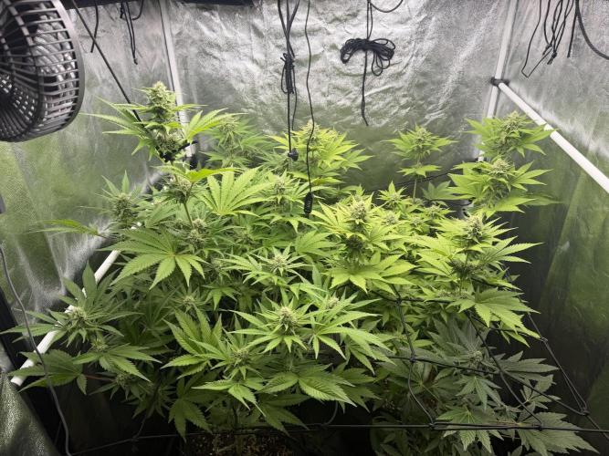 Philosophee seeds run On living soil. Week 7