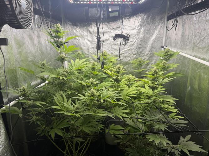 Philosophee seeds run On living soil. Week 7