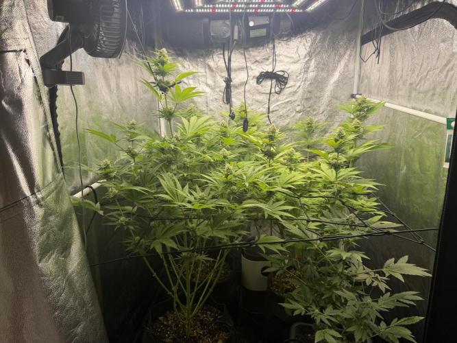 Philosophee seeds run On living soil. Week 7