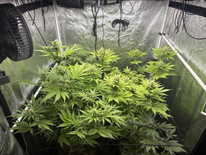 Philosophee seeds run On living soil. Week 7