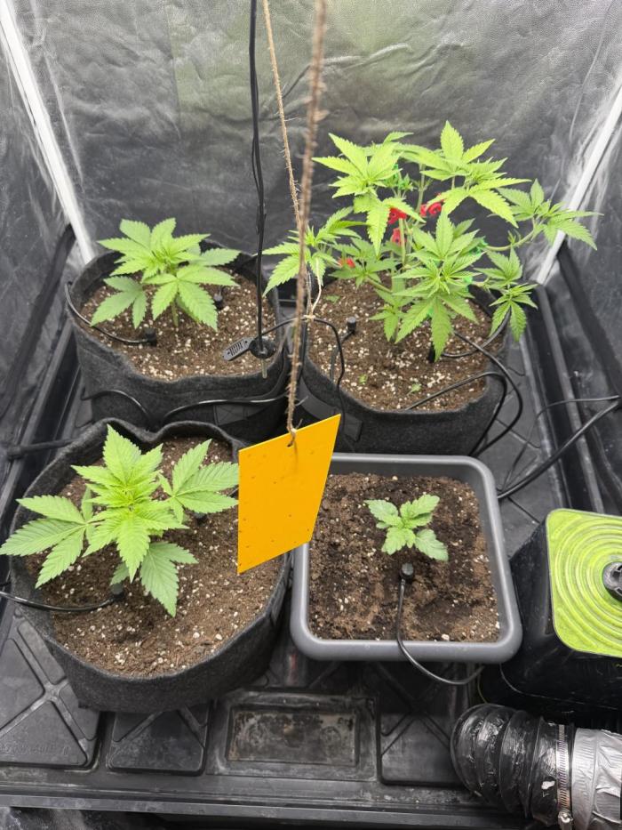 Philosophee seeds run On living soil. Week 1 - Lets Start 