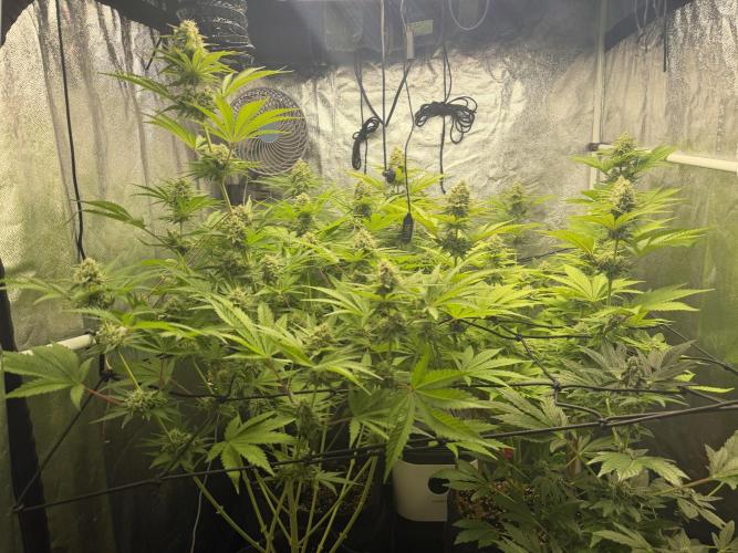 Philosophee seeds run On living soil. Week 8