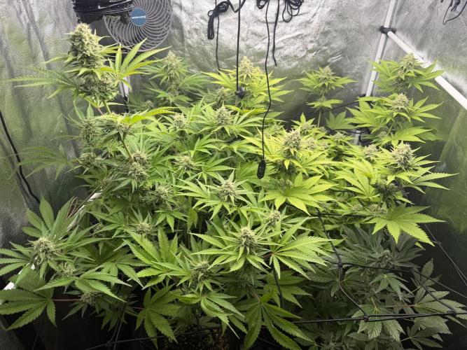 Philosophee seeds run On living soil. Week 8