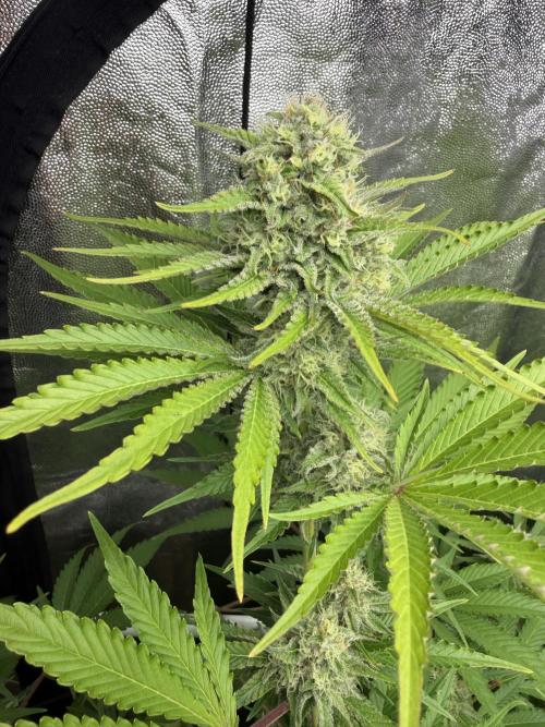 Philosophee seeds run On living soil. Week 8