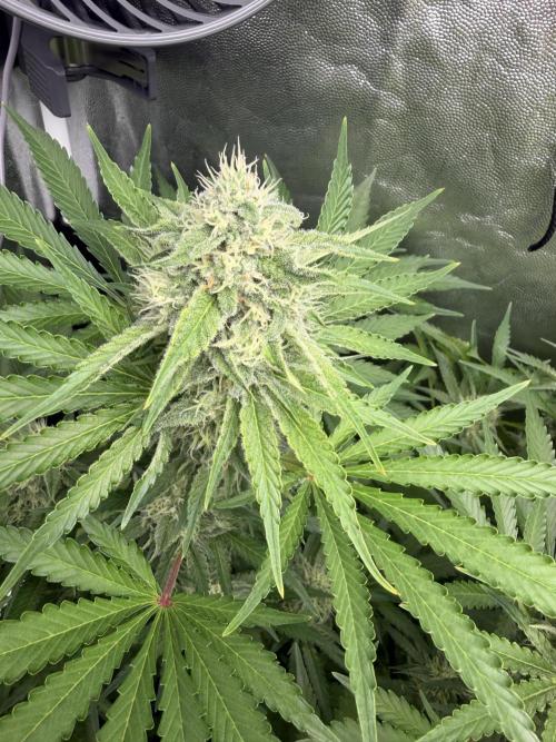 Philosophee seeds run On living soil. Week 8