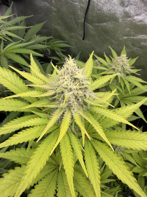 Philosophee seeds run On living soil. Week 8