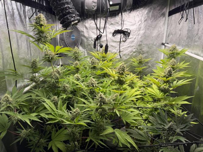 Philosophee seeds run On living soil. Week 9